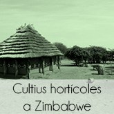 CultiushortcolesaZimbabwe.jpg