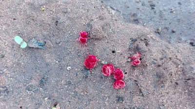 026P Fauna. Aurora Serra