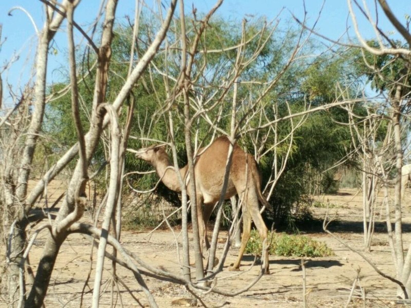 P011 Un frondoso manjar