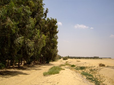 P014 El avance del verde