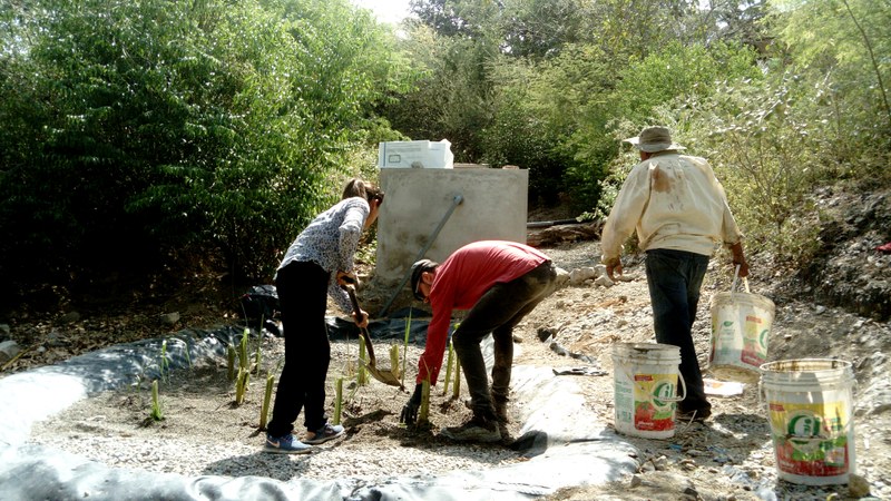 P028 Humedal construido, sembrando totora