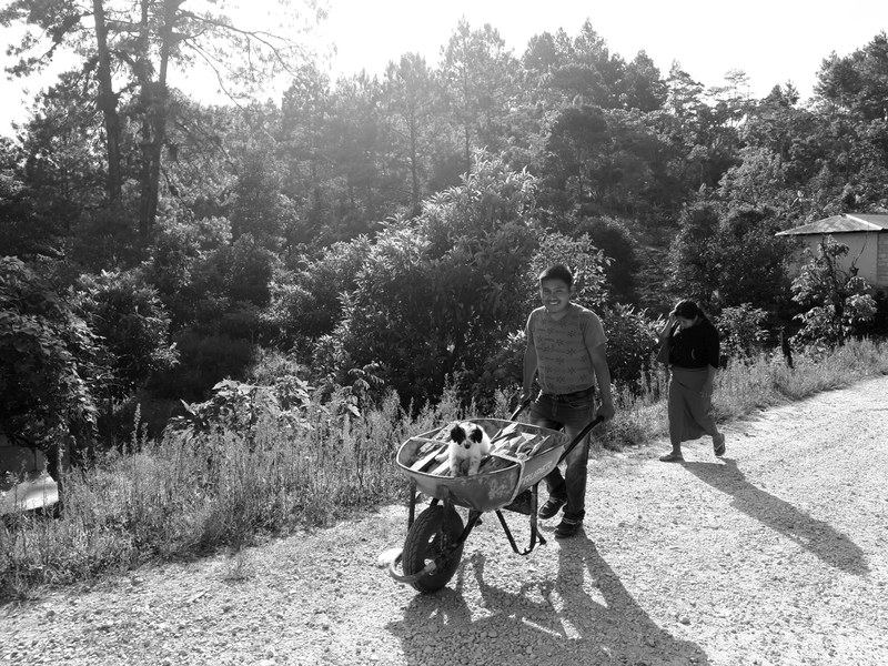 R010 Leña para el hogar