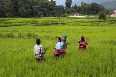 R016 Recol·lectar l'arròs amb amigues