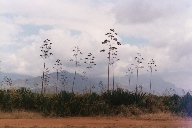 R009 “Estamos vivos porque estamos en movimiento” J. Drexler. -  Sebastián Zaera