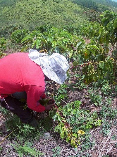 011R Cosechando café. Daniela Avila