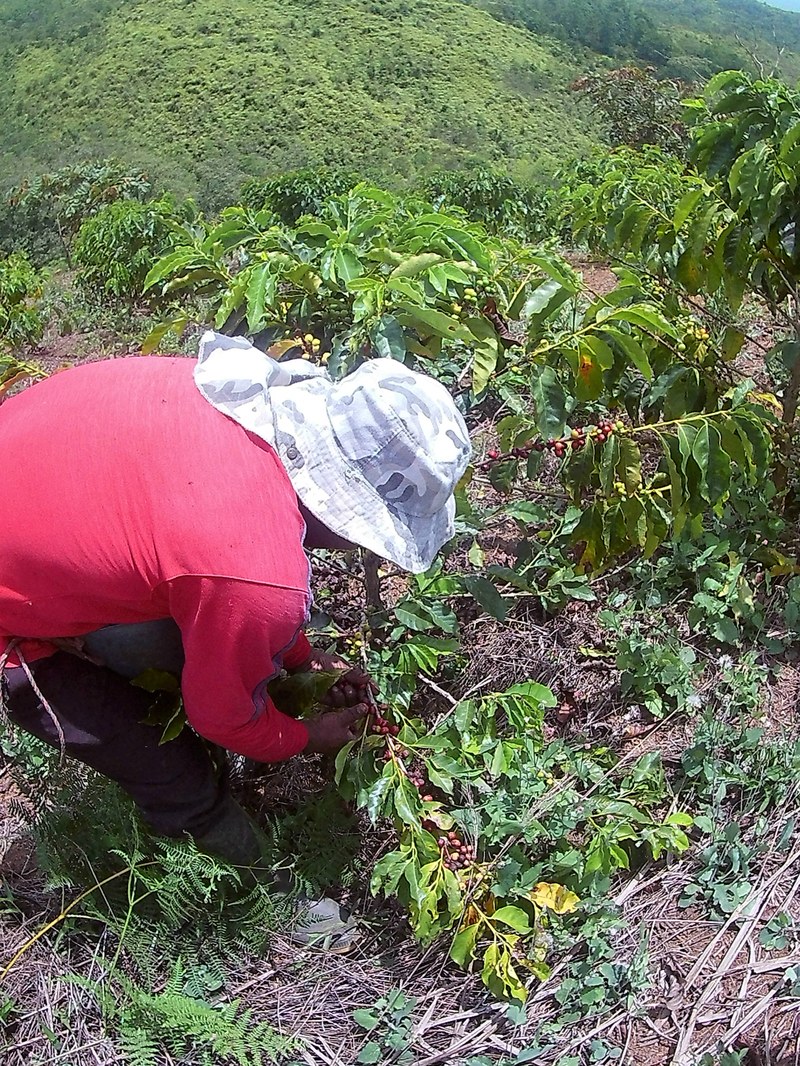 011R Cosechando café. Daniela Avila