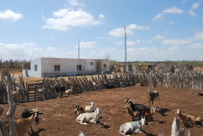 004R Cria sostenible de cabres a Paraguana. Alejandro López