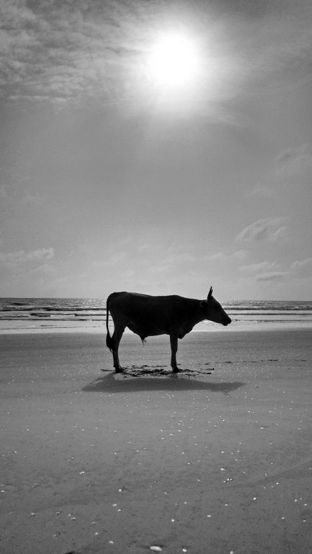 095-R L'habitant de la platja. Luka Bader