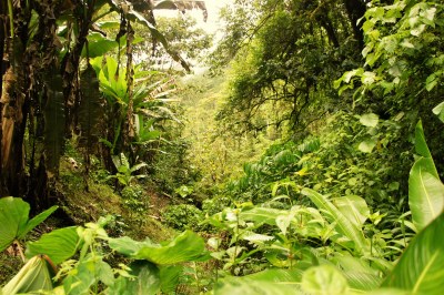 151-R Selva hondurenya. Maialen Urbina