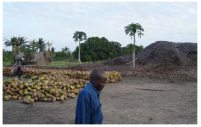 Taller internacional “Small scale biomass systems for electricity generation and decentralised energy services”